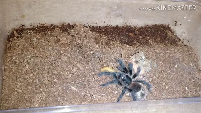 Fail Fangs! How not to feed your Tarantula. #Tarantula #Feeding смотреть онлайн