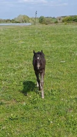 Поехала в поля. Жеребенок всегда рядом. Веснушке 1 месяц. #horse #лошади  #животные #топ