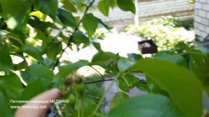 Обработка от цветоеда: нужно ли делать всем?