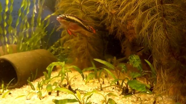 Пельвикахромис охраняет потомство смотреть онлайн