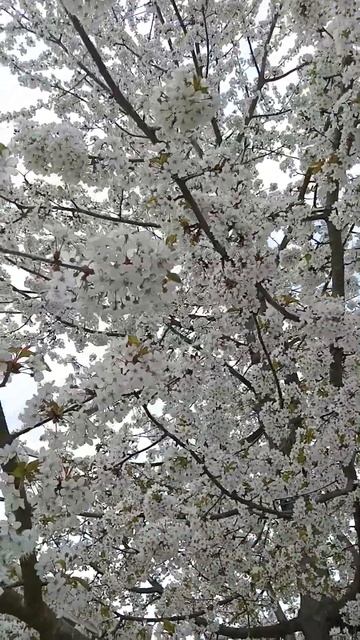 Пчелы собирают нектар... смотреть онлайн