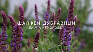 ШАЛФЕЙ ДУБРАВНЫЙ ОТ ПОСЕВА И ДО ЦВЕТЕНИЯ (SALVIA NEMOROSSA)