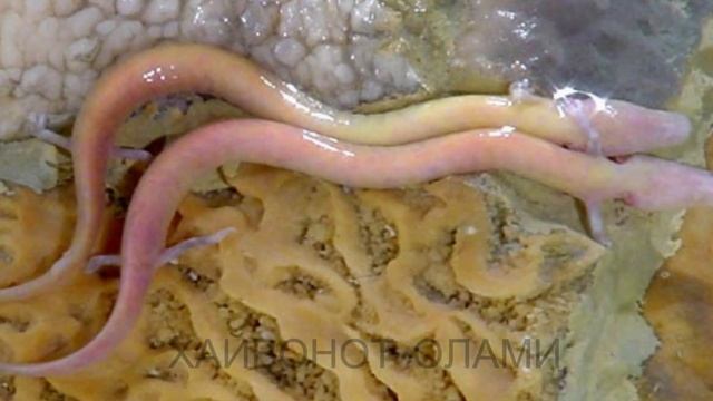 Jinsiy aloqa va pornografiya