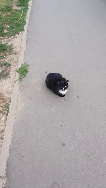 найден кот смотреть онлайн