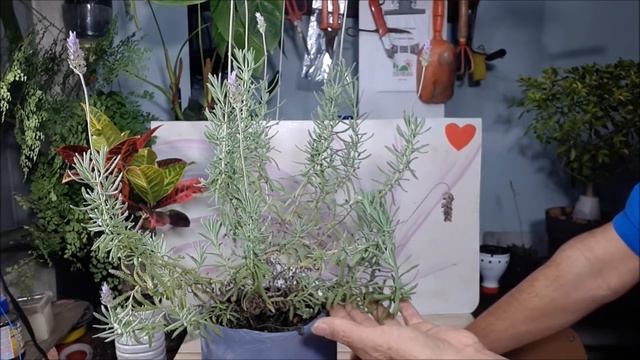 Alfazema ou Lavanda, eis a questão. смотреть онлайн