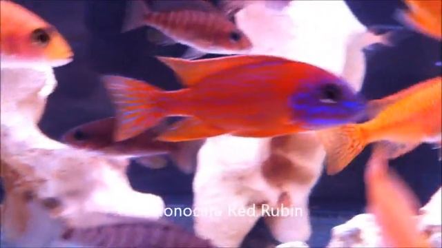 Aulonocara Red Rubin смотреть онлайн