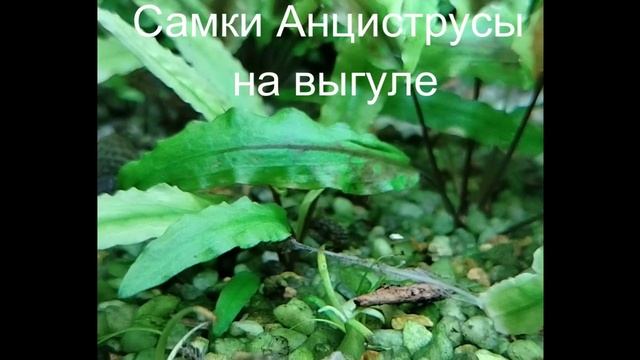 Живность