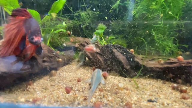 Buying Heaps of RARE Corydoras! (Eques, Leucomelas, Oiapoquensis and Axelrodi) смотреть онлайн