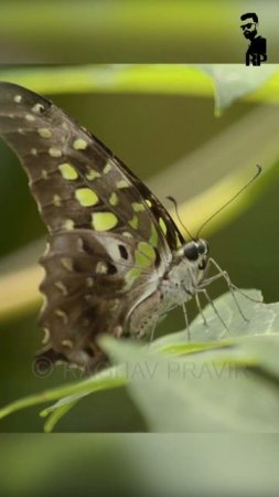 Butterfly | Tailed jay |  Green and Black tropical butterfly |  Insects | Raghav Pravir