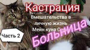 Кастрация. Часть 2.  Вмешательства в личную жизнь Мейн куна Севы.Нам уже 7 месяцев