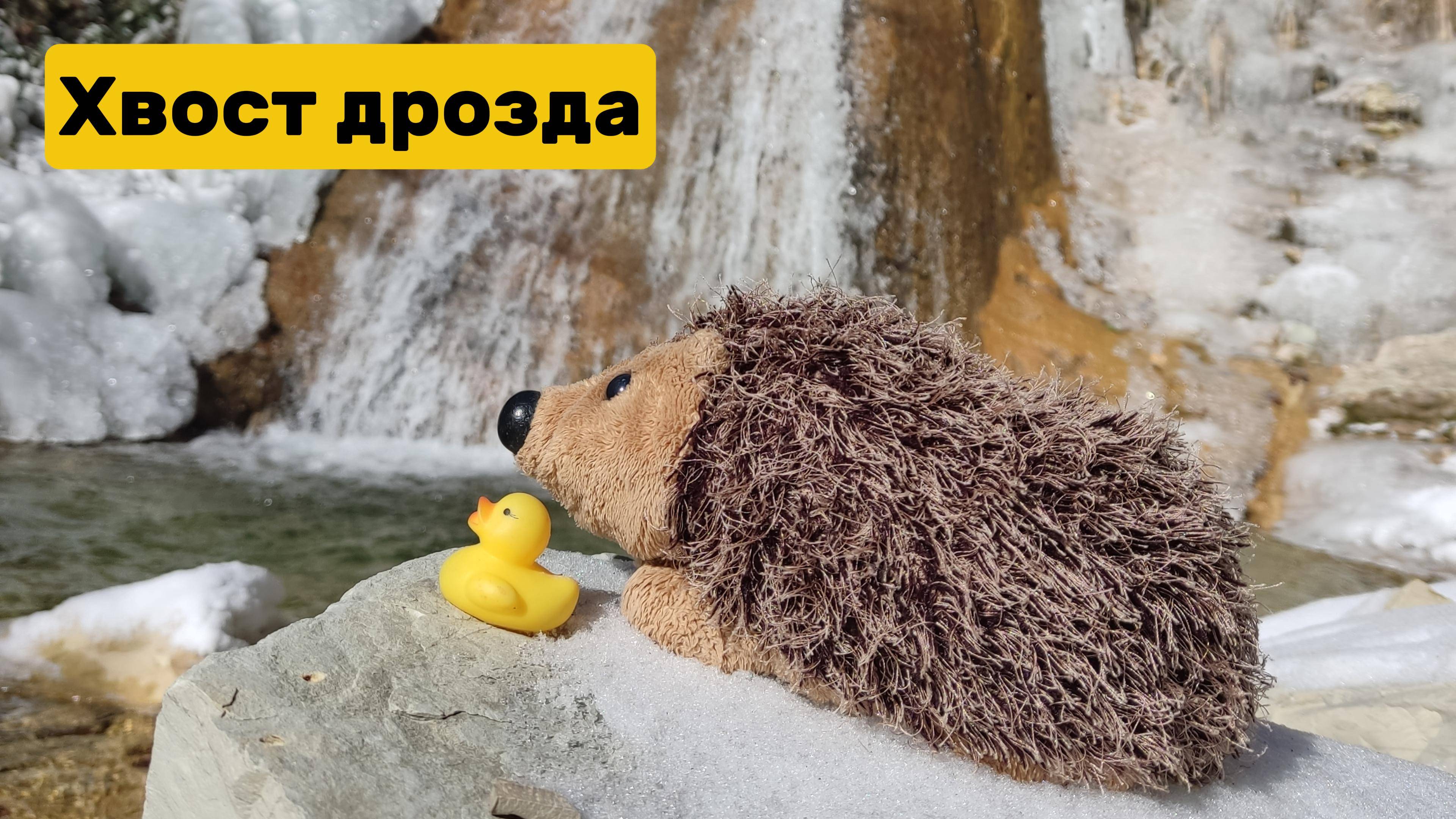Хвост дрозда. Прогулки с Утиными историями. 22 февраля
