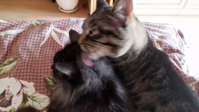 Барсик делает причёску своему другу смотреть онлайн