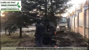Услуги посадки крупномерных деревьев