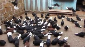 Николаевские голуби в Ялте (Крым). Мариупольское направление. +79787395899