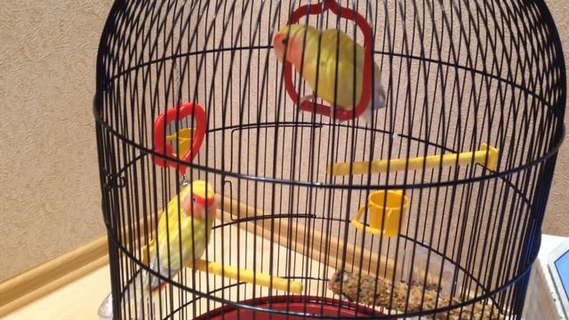 Попугаи неразлучники смотреть онлайн