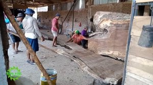 Kayu trembesi bibir domble !! digergaji bahan papan solid I sawmill