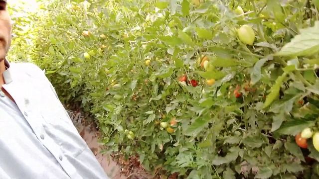 Hybrid tomatoes and vertical farming|Resrock f1|Revolutionizing agriculture|cash crop