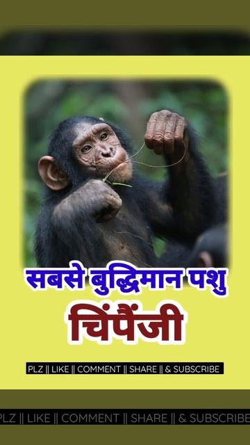 सबस बदधमन पश Most intelligent animal  Gk upsc bpsc motivation shorts