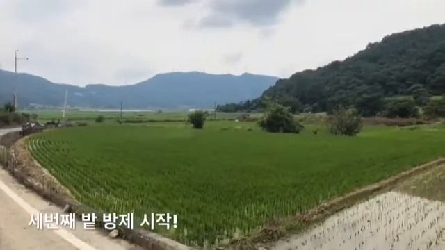 벼(나락) 방제 / DJI MG-1P смотреть онлайн