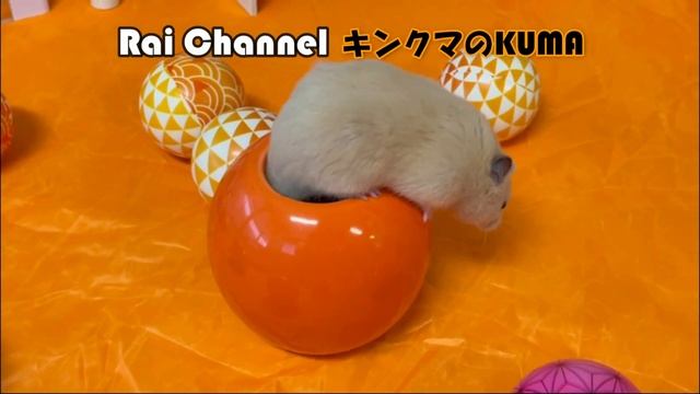 ハムスターが花瓶から顔を出す様子が可愛い【かわいいハムスター】