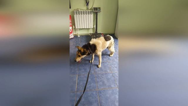 Вторая Жизнь Степана: Шанс на Любовь и Заботу 🙏✊🤝🙏 смотреть онлайн