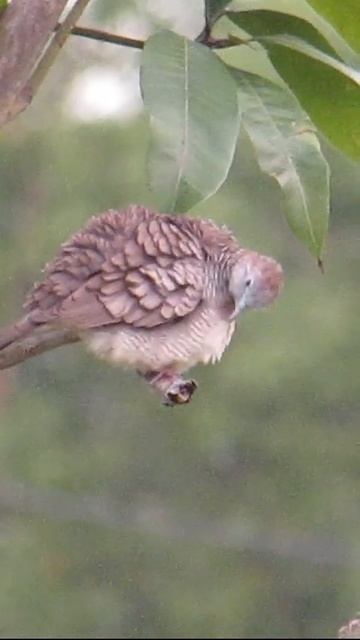 The dove is cleaning itself 💖#shorts #birds #Animal смотреть онлайн