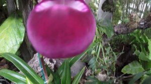 Phragmipedium Kovachii Eng