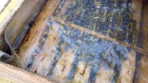 Зимовка пчел 2018 год. Зимовка в 1 корпусе рута