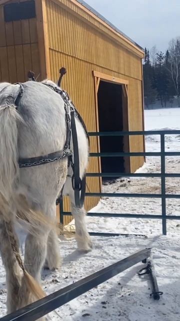 Getting Izzy and Jenny ready! #drafthorses #workinghorses #viral #shorts смотреть онлайн