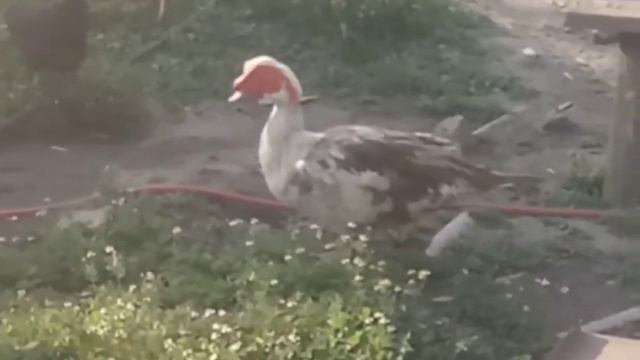 Спостереження за домашніми птахами смотреть онлайн