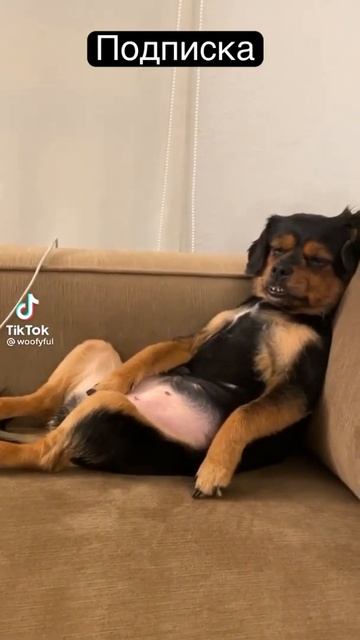 Собака храпит!прикол!#александрсуворов #shortvideo #животные #собака смотреть онлайн