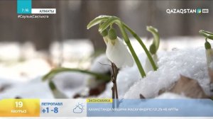 БӘЙШЕШЕК ГҮЛІ- МЕРЕКЕНІҢ БЕЛГІСІ