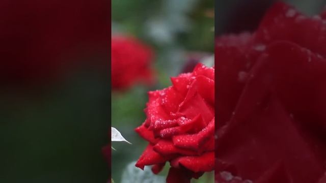 #релакс,#конценрациянаработе,#успокоитьнервы,#расслабляющаямузыка,#цветы,#морецветов,#красотаспасет смотреть онлайн