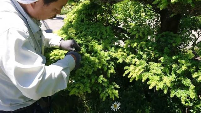 22.6.4 庭木の『キャラボク』透かし剪定します　ようやく整いました(*^^*) смотреть онлайн