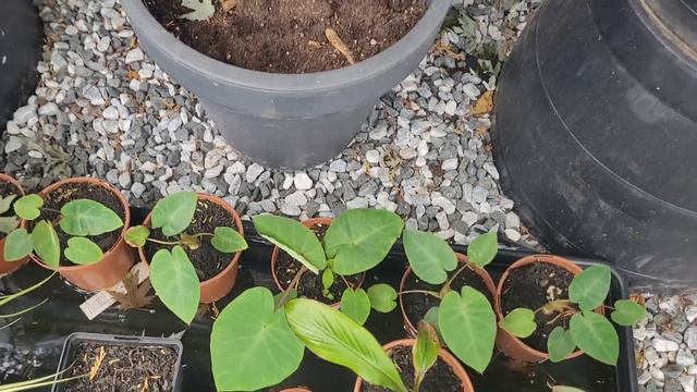JULY 22 TROPICAL PLANTS UPDATE, PLUS A SUPRISE 🌴 🌺 🌞 смотреть онлайн