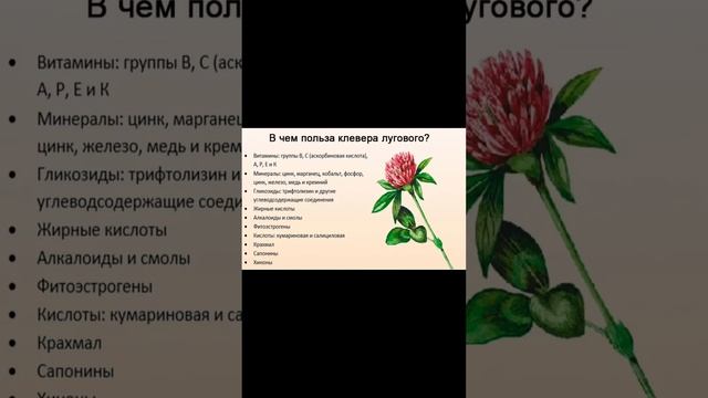 Полезная капуста кале или кэйл.Дикоросы..🌱