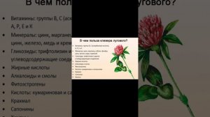 Полезная капуста кале или кэйл.Дикоросы..🌱