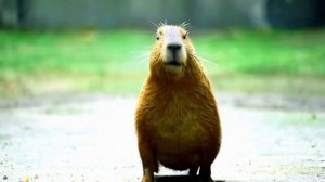 Капибара караоке