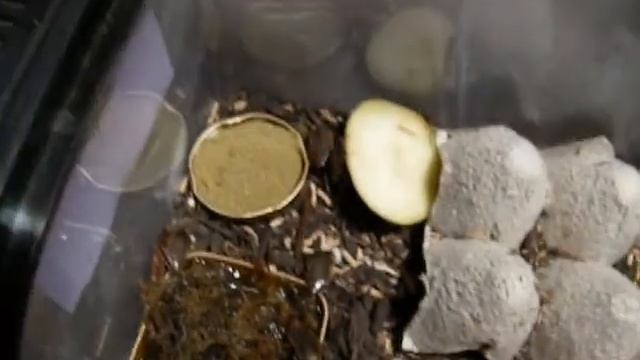 知恵達者！ハイイロゴキブリの日常Lobster roach смотреть онлайн