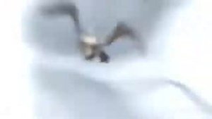 Громгильда и Беззубик