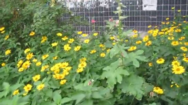 Растительный и животный мир смотреть онлайн