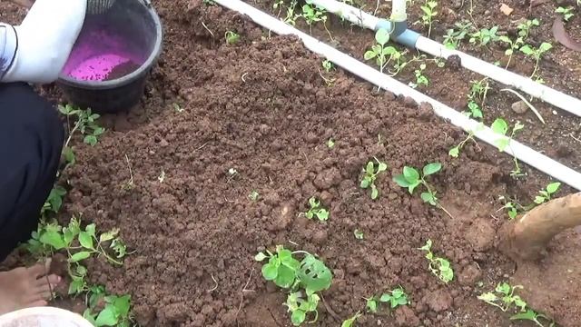 cara tebar benih bayam agar rata tumbuhnya смотреть онлайн