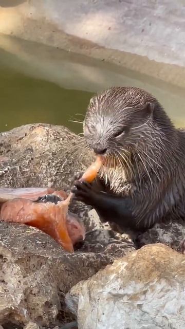 Любимая работа ❤️ Безкоготная выдра смотреть онлайн