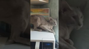 САМАЯ КРИКЛИВАЯ ПОРОДА КОШЕК АКТИВНЫЙ ГОРЛОПАН КОТ ОРИЕНТАЛ