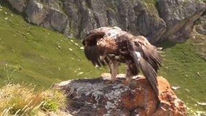 Легенда об орле. Возрождение