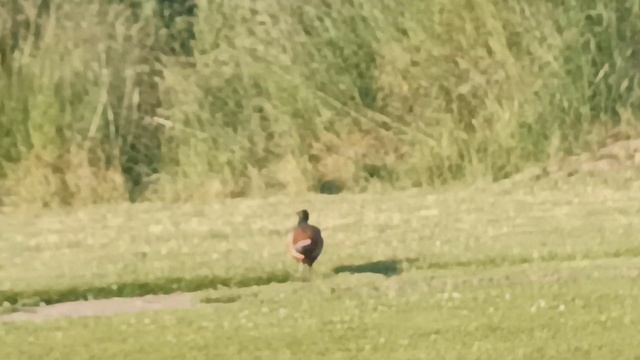 фазан смотреть онлайн