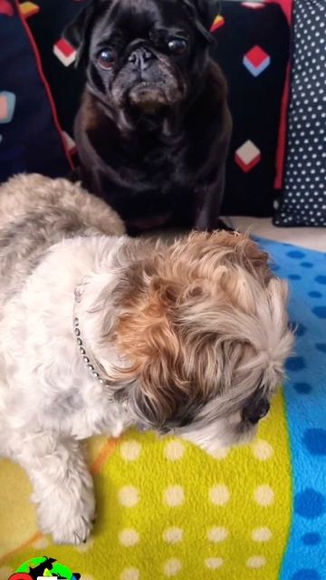 Photography, Sweet Dogs #shorts #MohamedElanany #reels смотреть онлайн