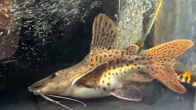 Super short body leopard catfish after 1 year.
