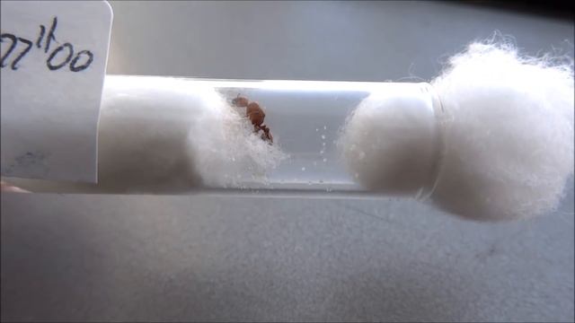 J'ai trouvé mes 3 premières gynes à Abu Dhabi #35 смотреть онлайн