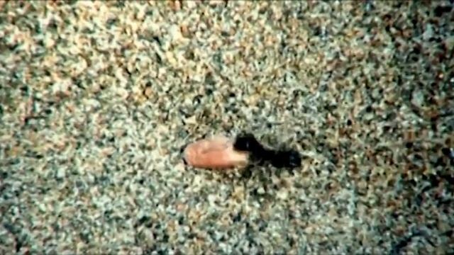 ANT (Муравей) смотреть онлайн